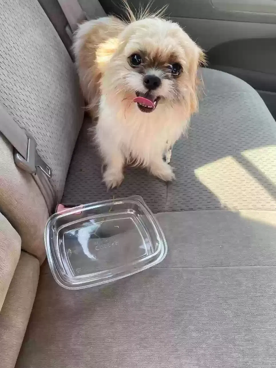 Found dog in Kenosha, WI, 53140