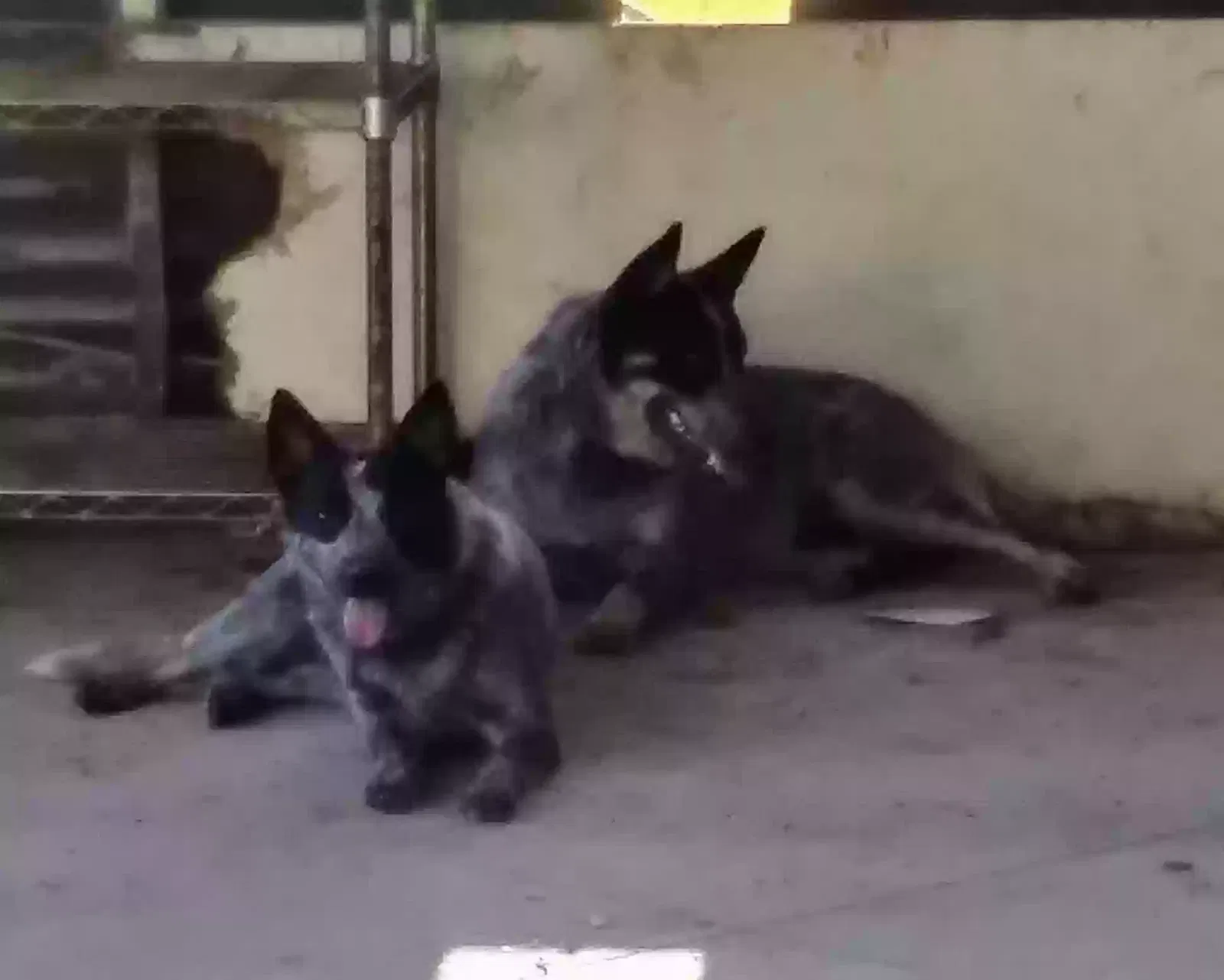 Lost dog in Maurice, LA, 70555