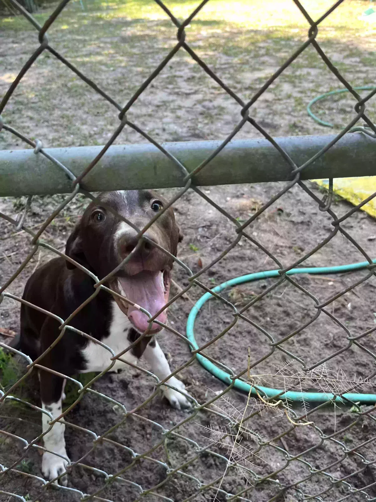 Found dog in Jacksonville, FL, 32210
