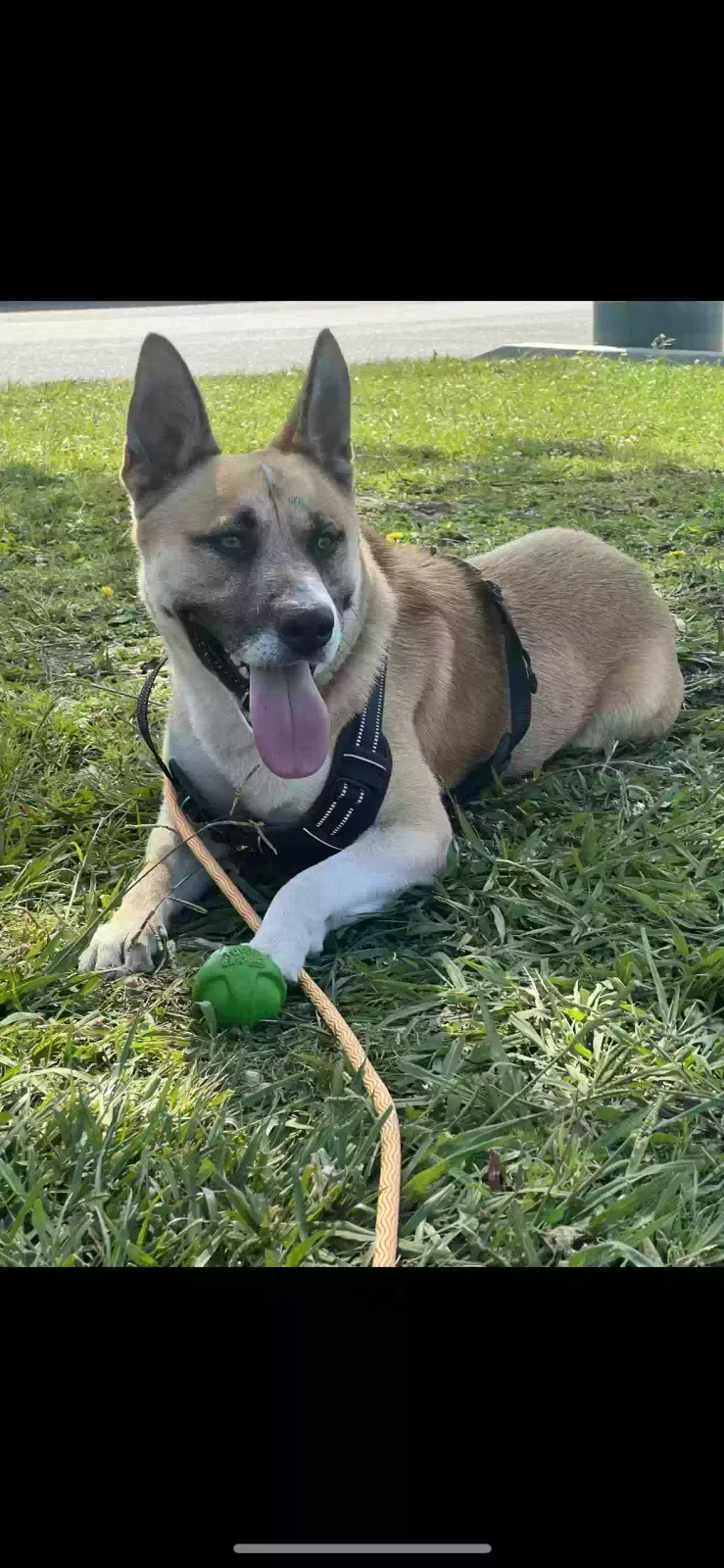 Lost dog in Los Angeles, CA, 90003