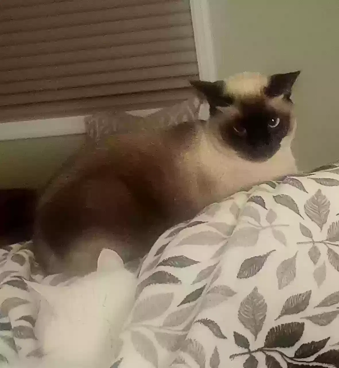 Lost cat in Lake Elmo, MN, 55042