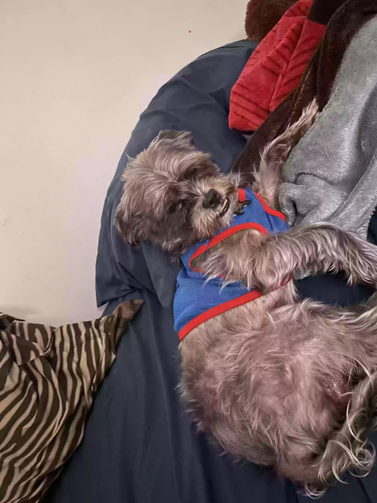 Lost dog in Springfield Gardens, NY, 11413
