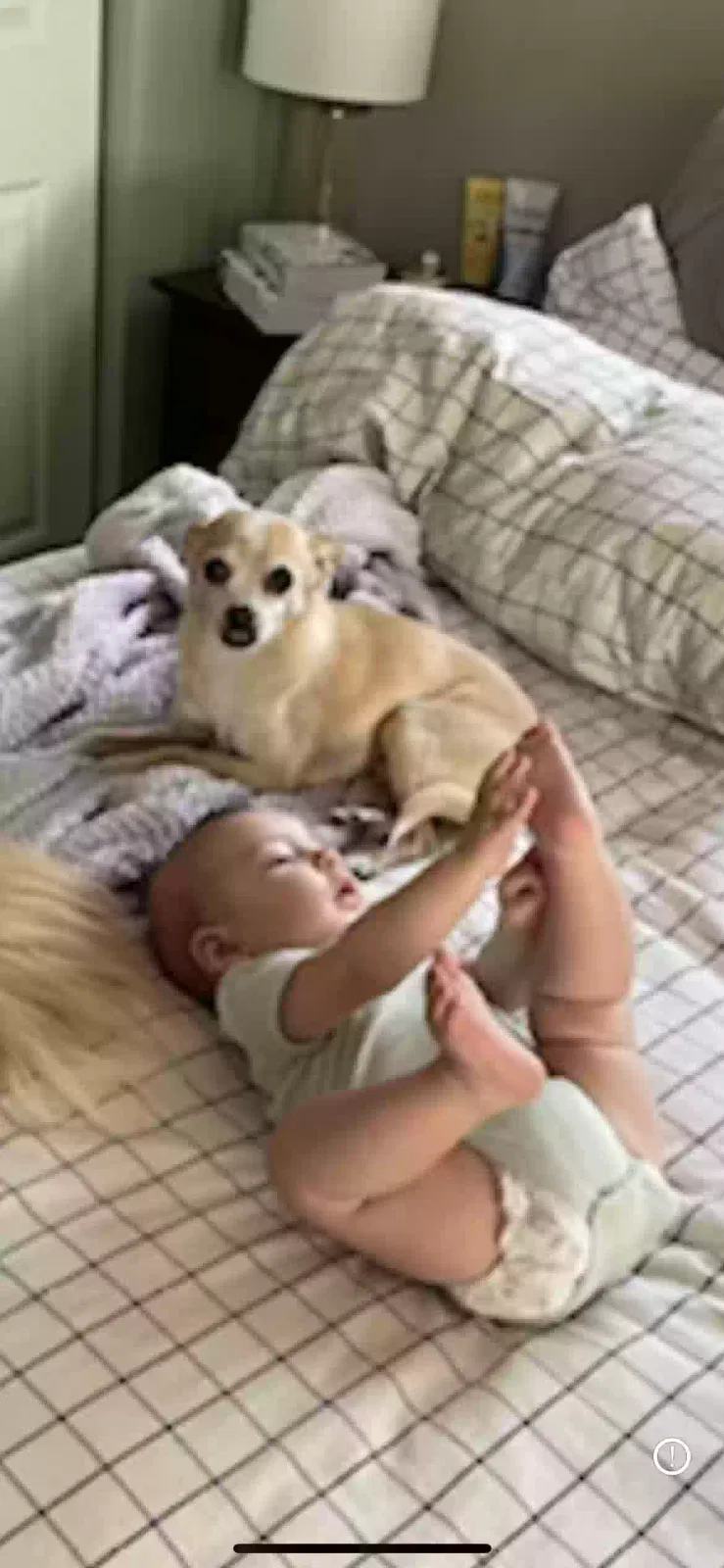Lost dog in Rio Rancho, NM, 87144