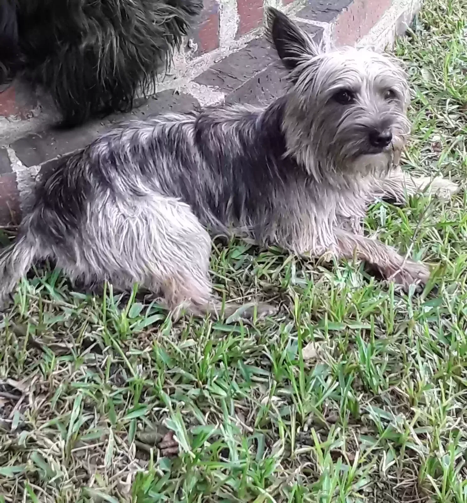 Lost dog in Austin, TX, 78727