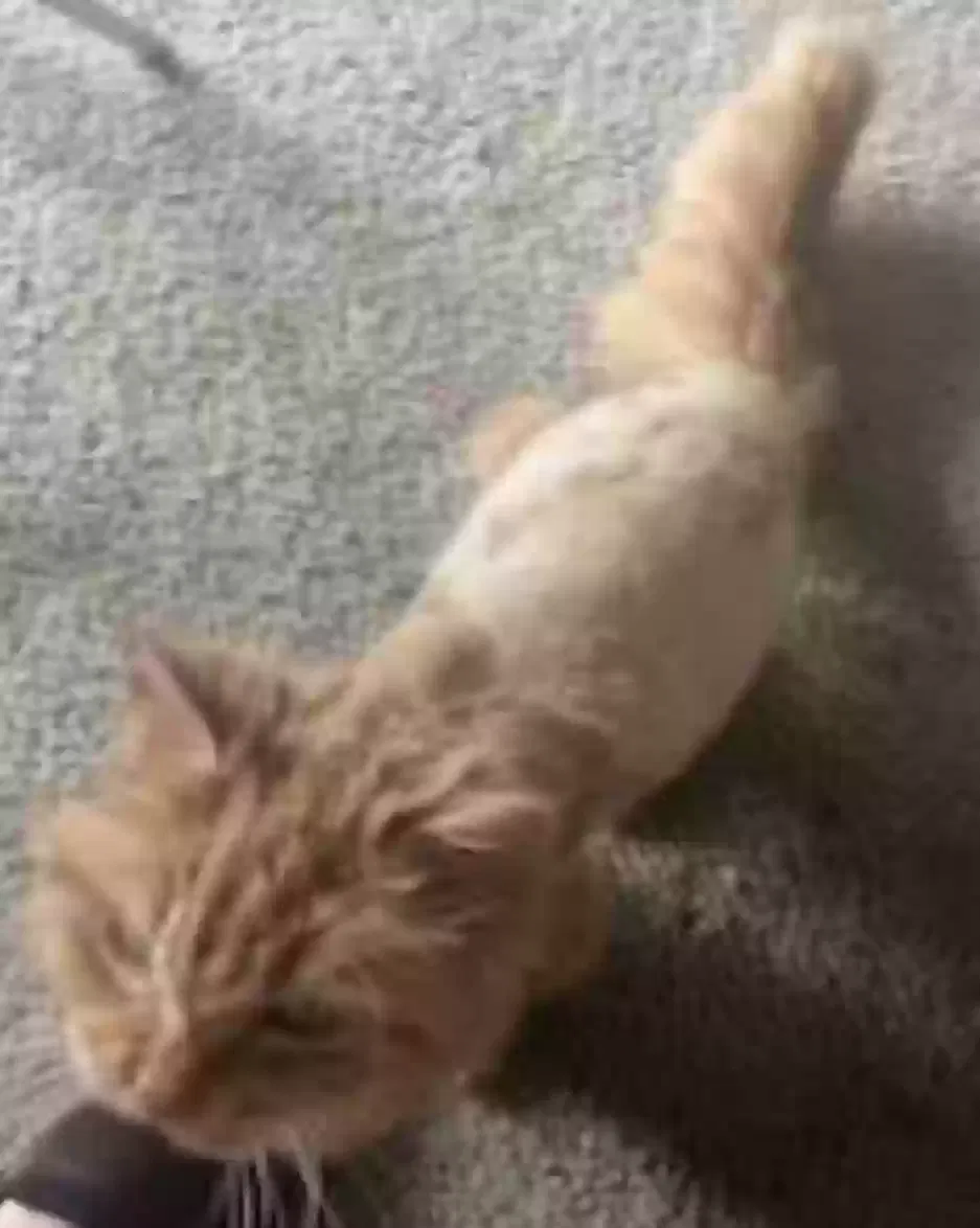Lost cat in Columbus, OH, 43214