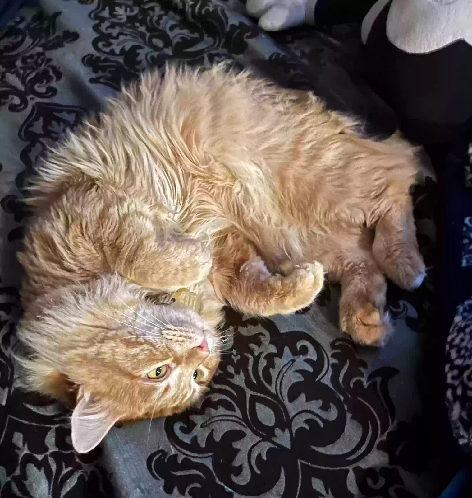 Lost cat in Hellertown, PA, 18055