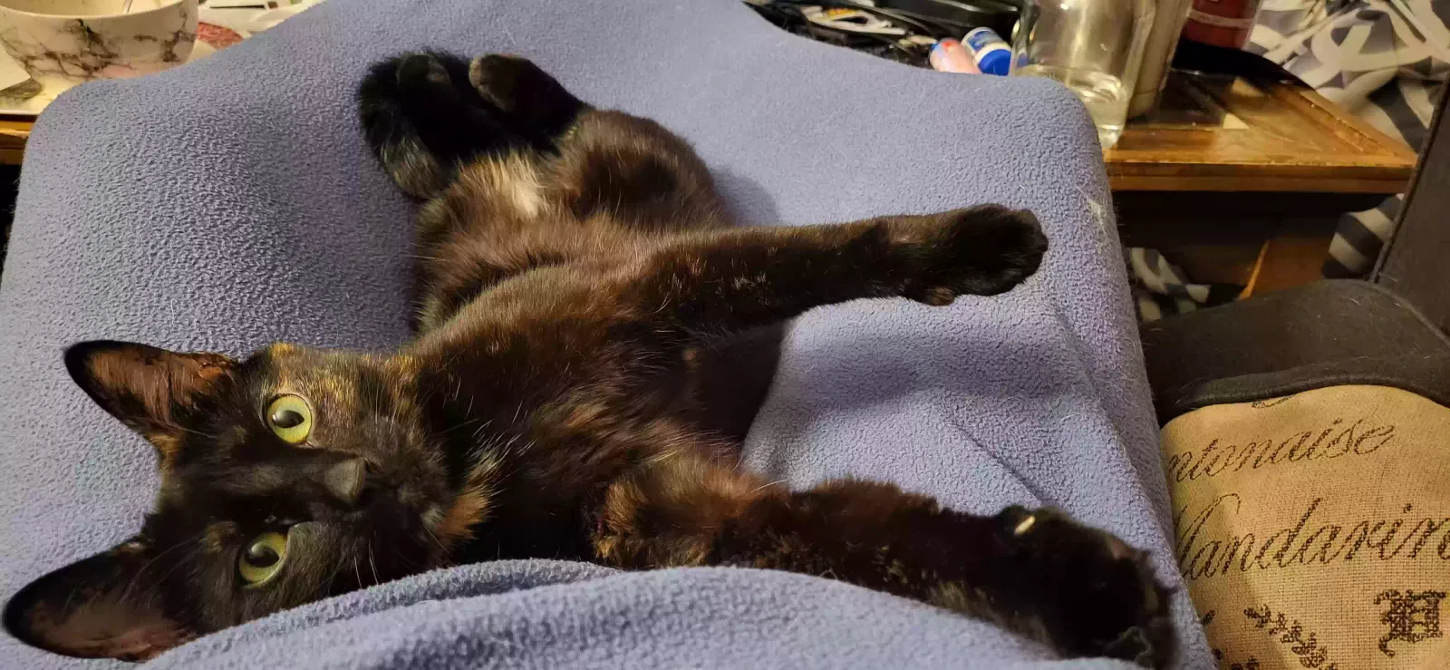 Lost cat in Oak Grove, KY, 42262