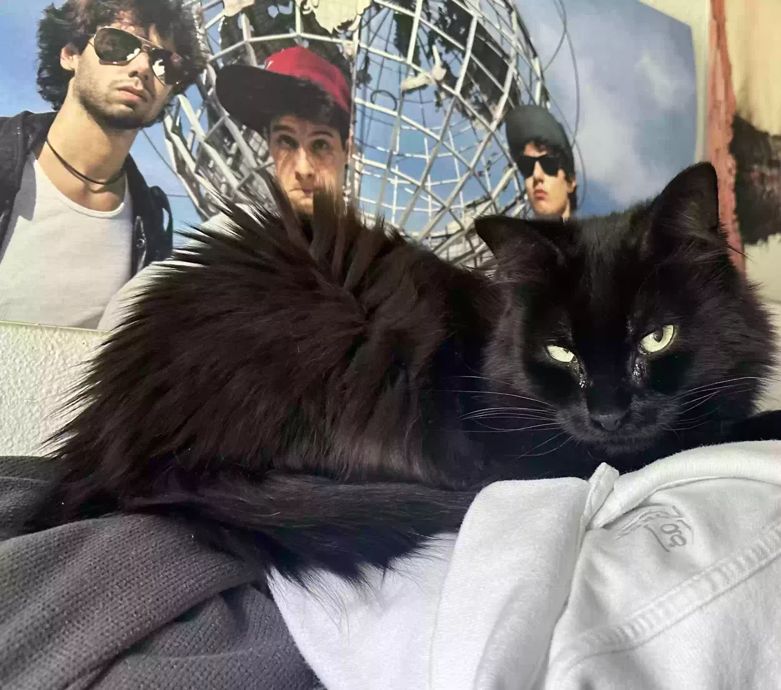 Lost cat in Arlington, WA, 98223