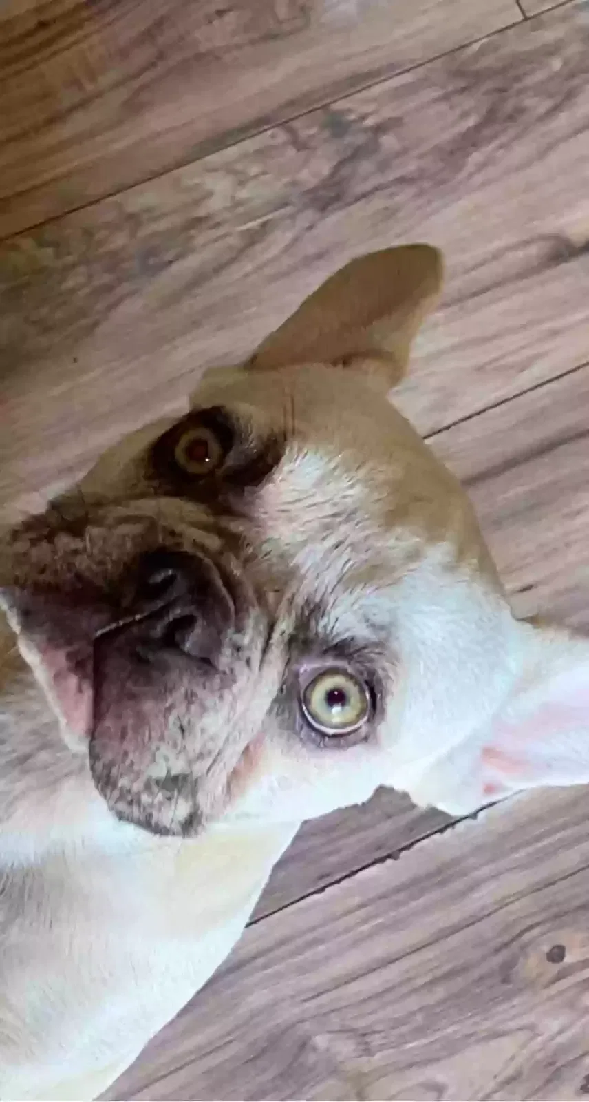 Lost dog in Wichita, KS, 67212