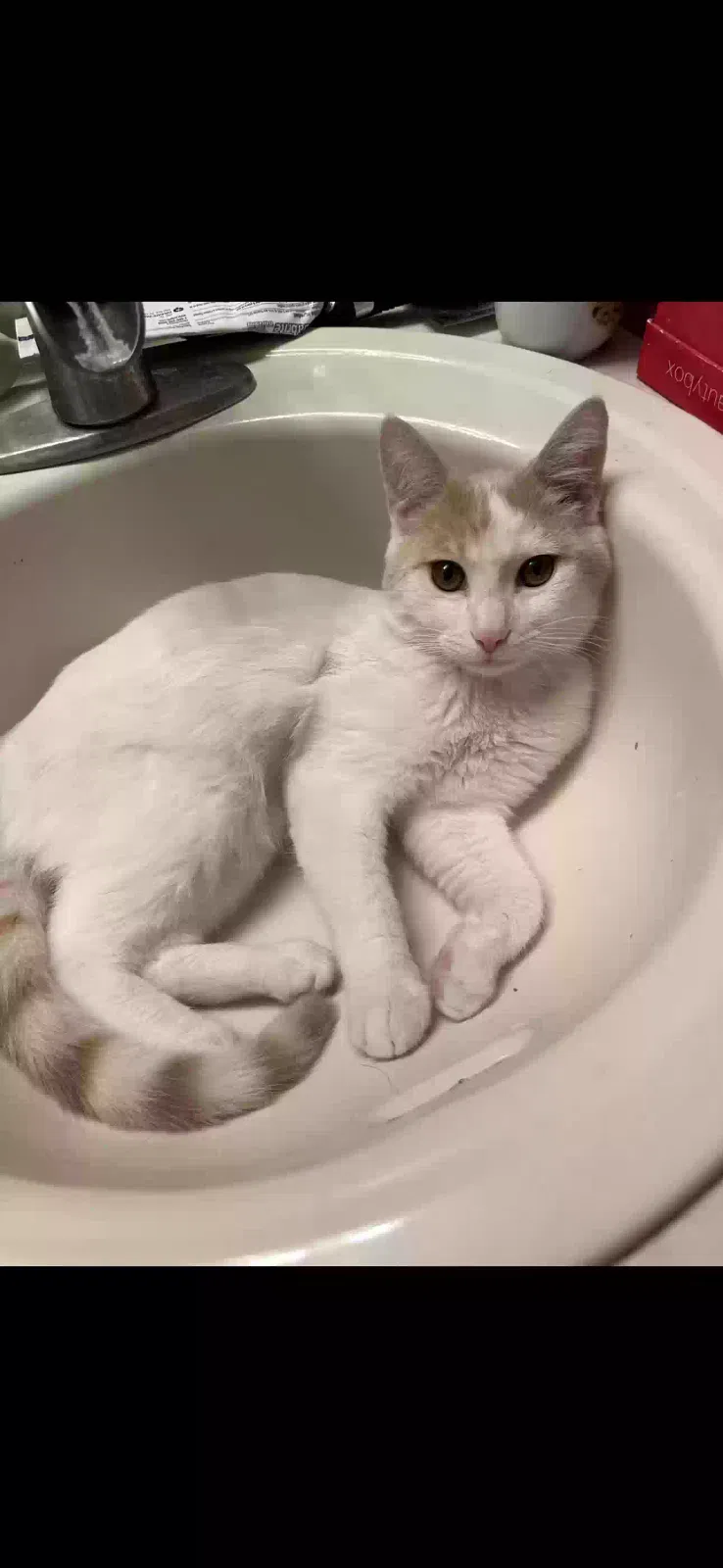 Lost cat in Plainfield, IN, 46168