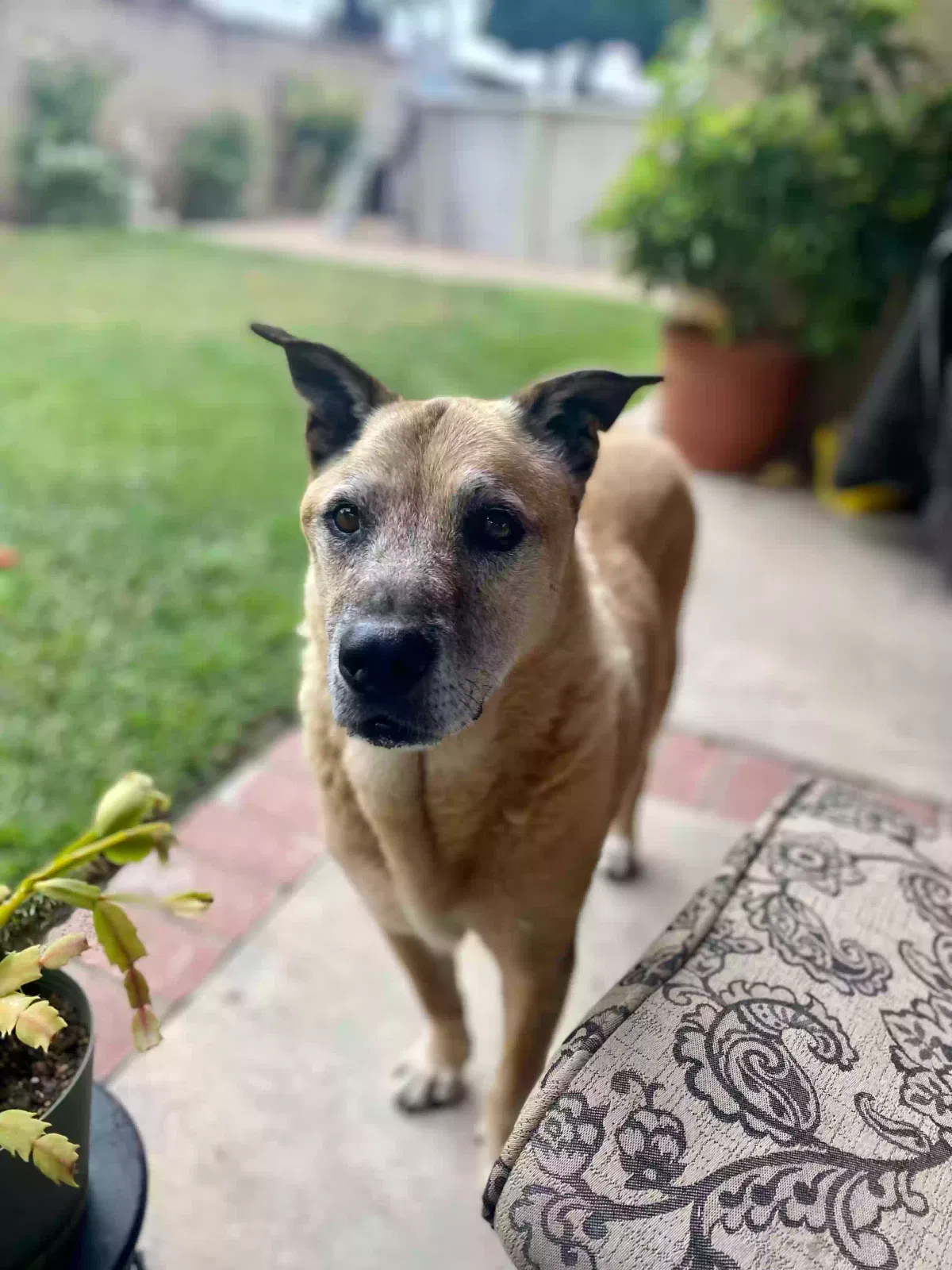 Lost dog in San Bernardino, CA, 92407