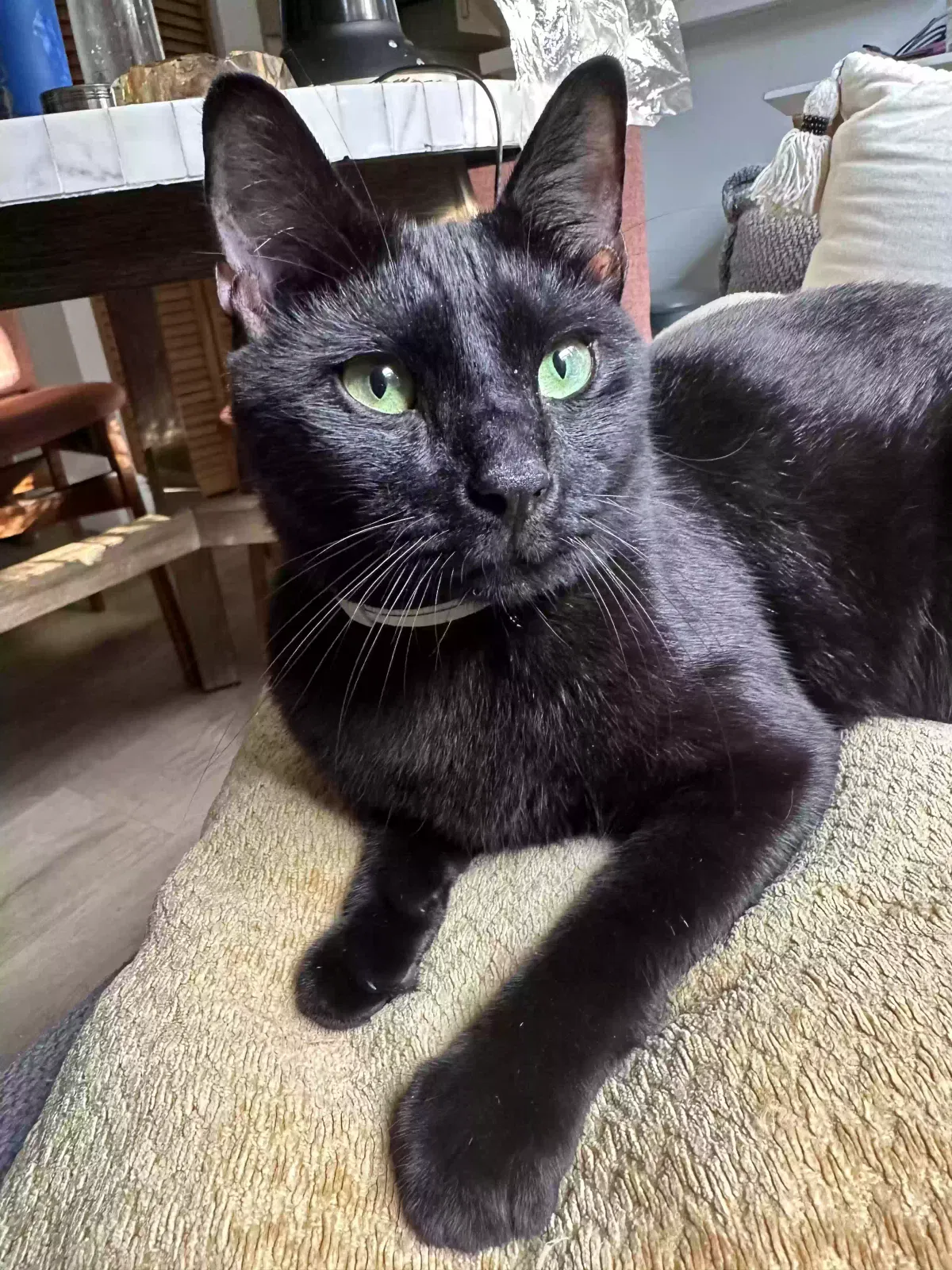 Lost cat in Miami, FL, 33138