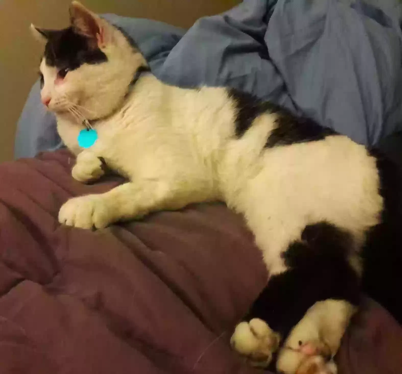 Lost cat in Saint Paul, MN, 55106