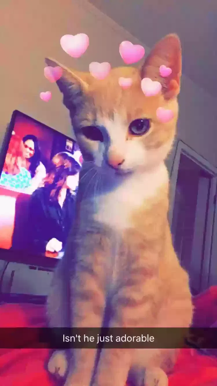 Lost cat in Eatonville, WA, 98328