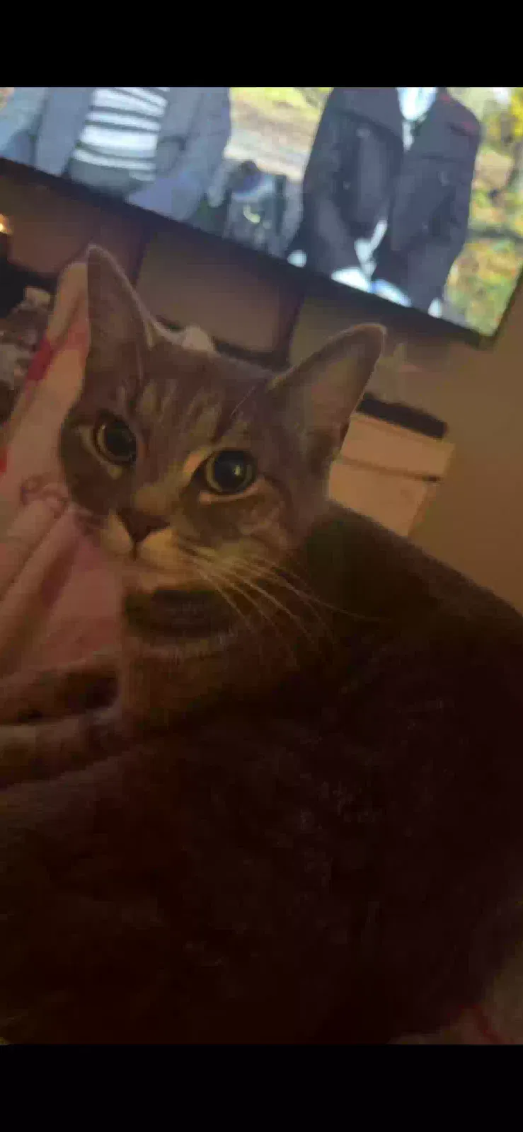 Lost cat in Casselberry, FL, 32730