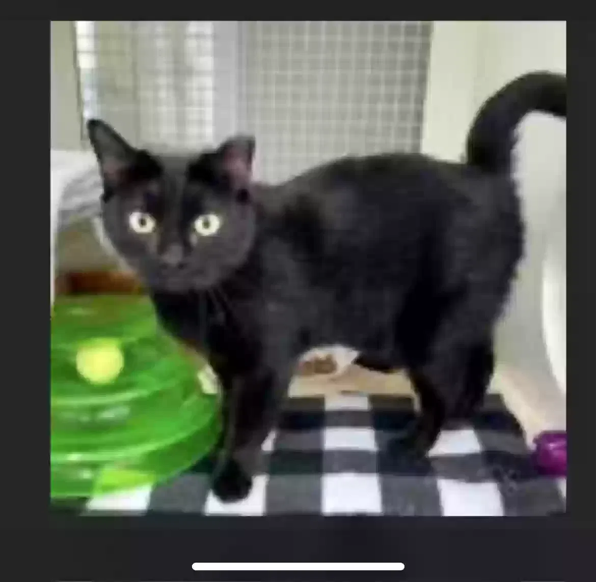 Lost cat in Lees Summit, MO, 64081