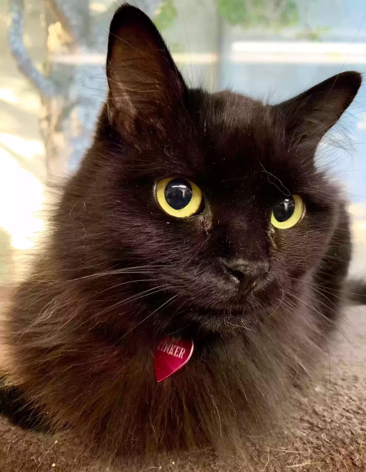 Lost cat in Sacramento, CA, 95832