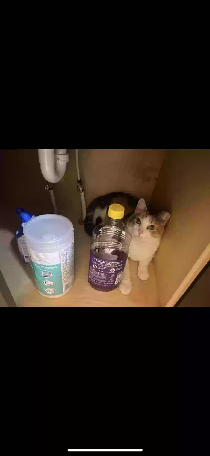 Lost cat in Fort Wayne, IN, 46814