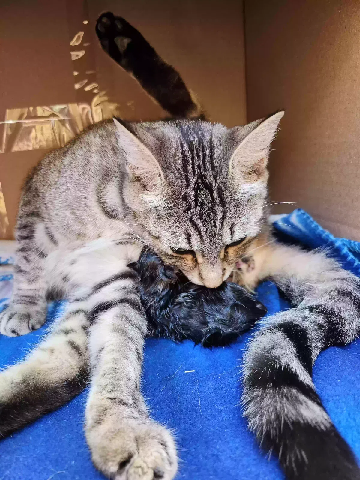 Found cat in Riverside, CA, 92505