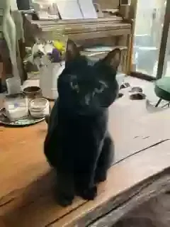Missing Cat