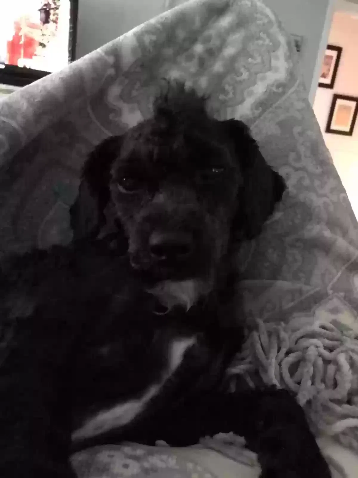 Lost dog in Fort Pierce, FL, 34982