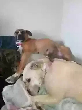 Lost dog in Pleasant Lake, IN, 46779