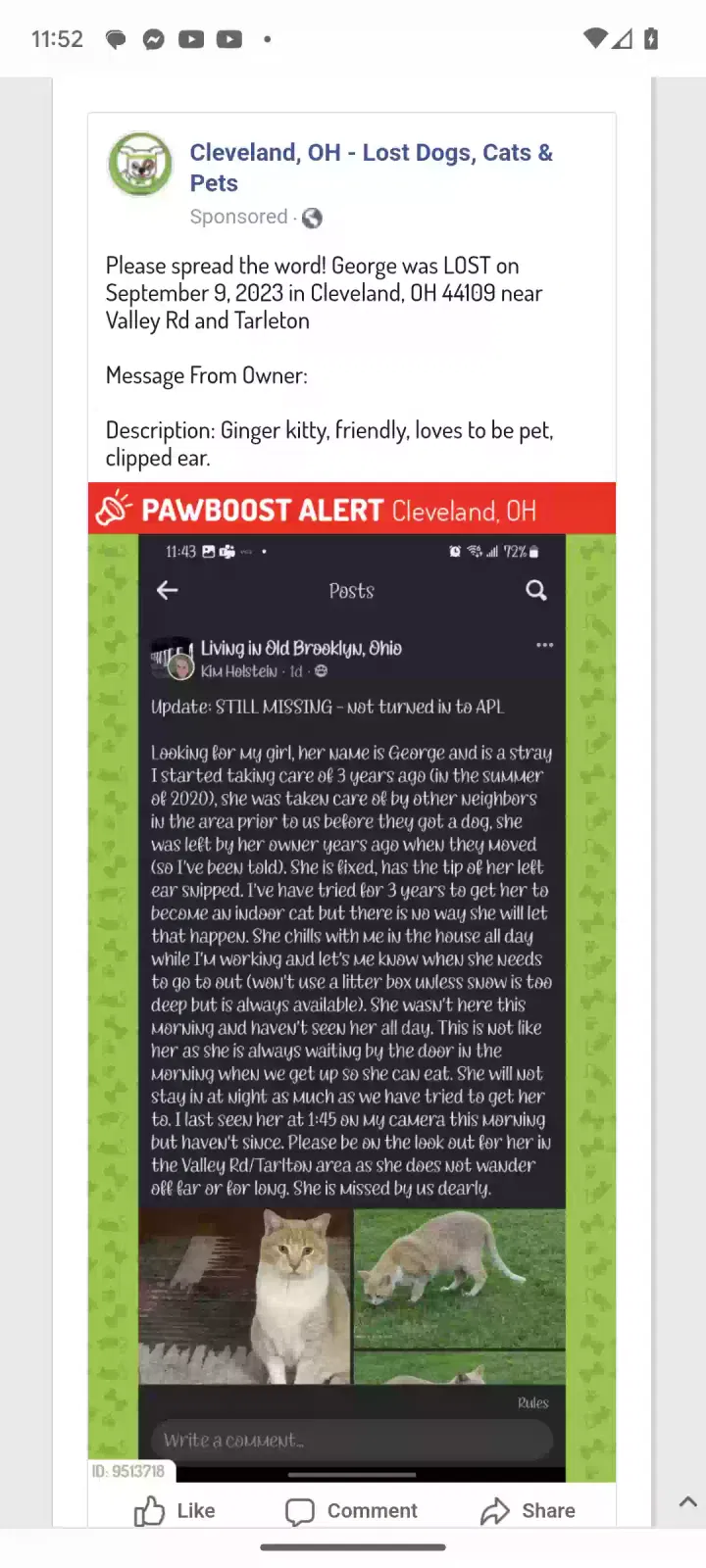 Lost cat in Cleveland, OH, 44109