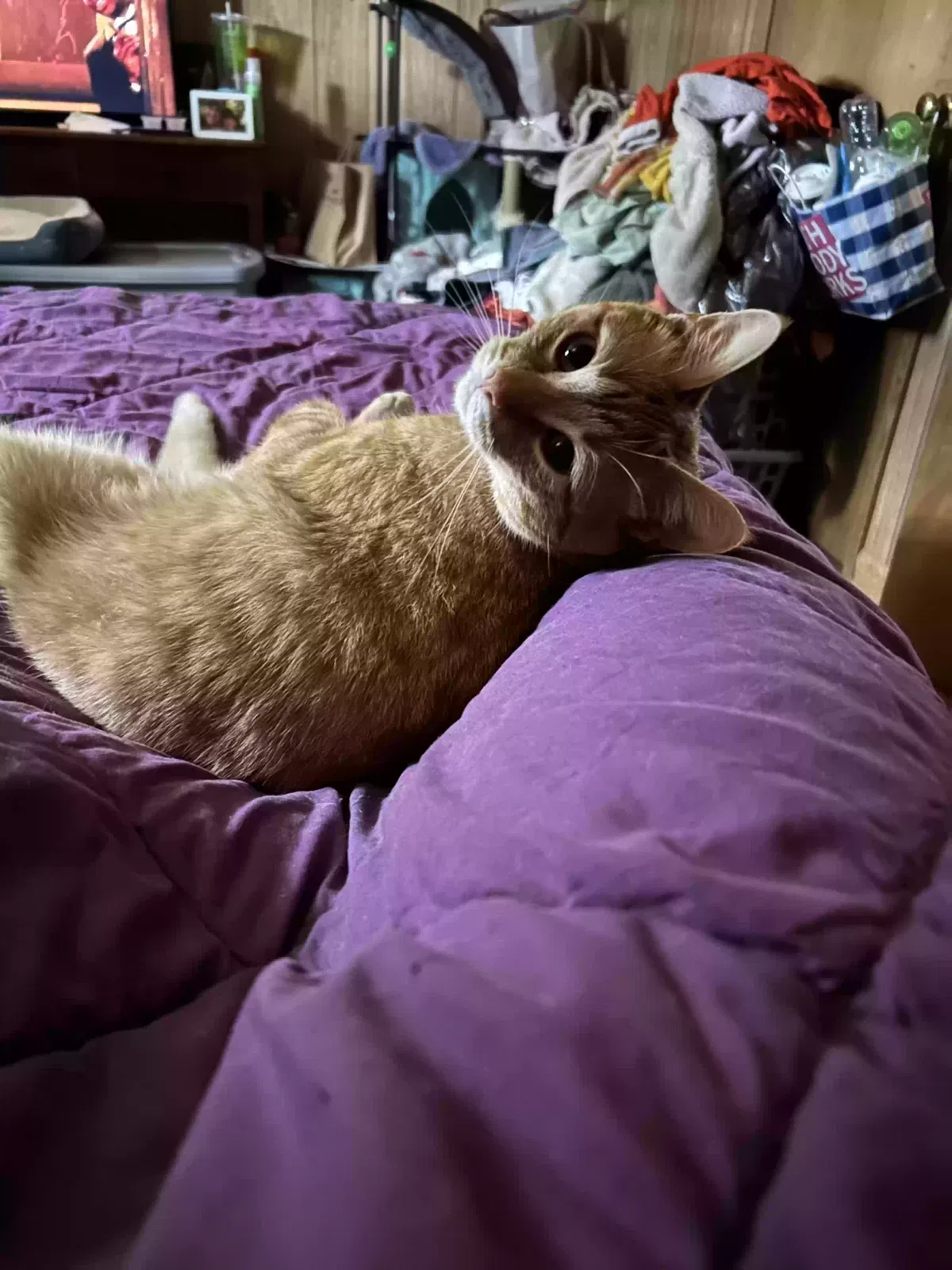 Lost cat in Milwaukee, WI, 53223