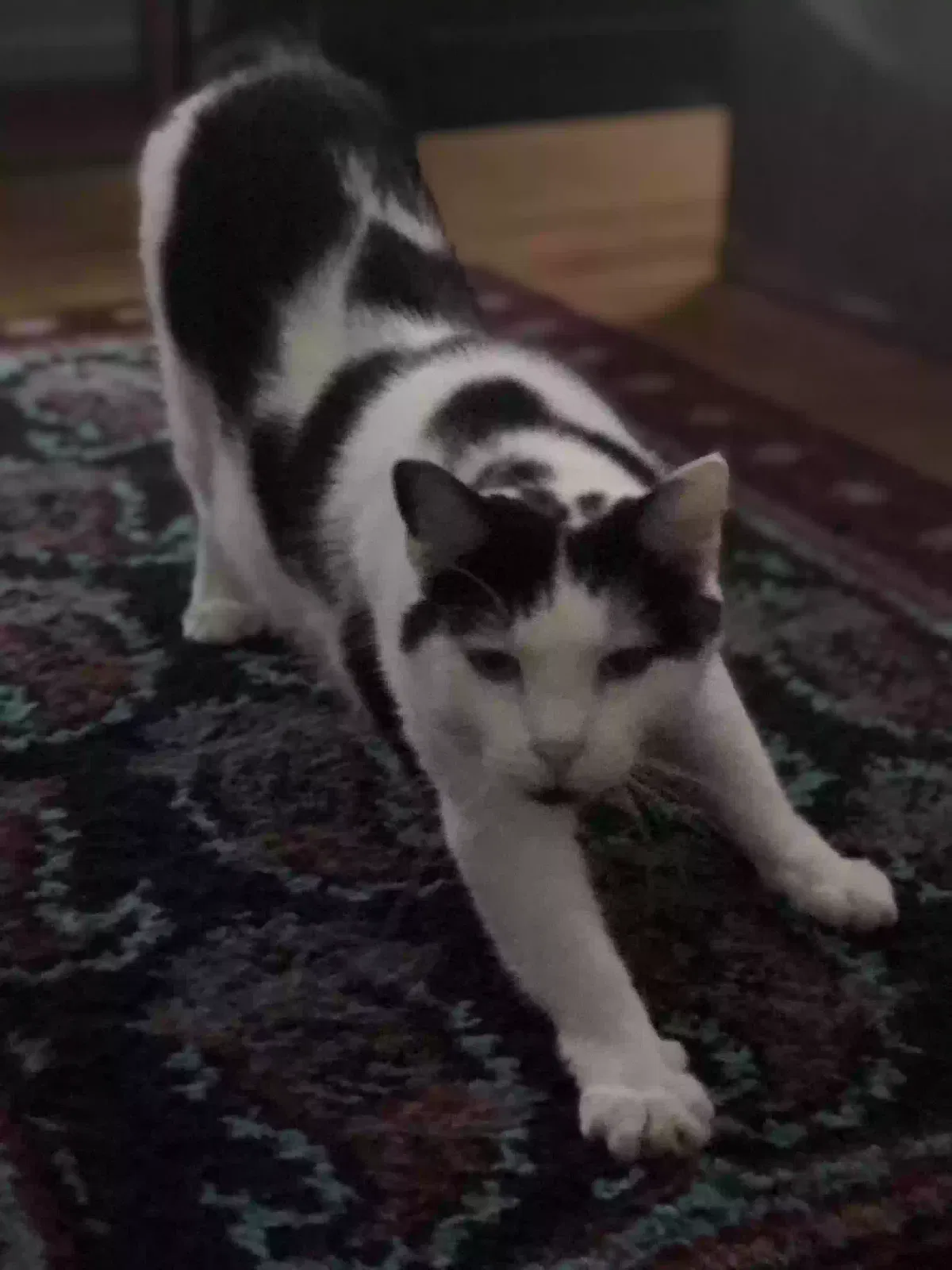 Lost cat in Atlanta, GA, 30317