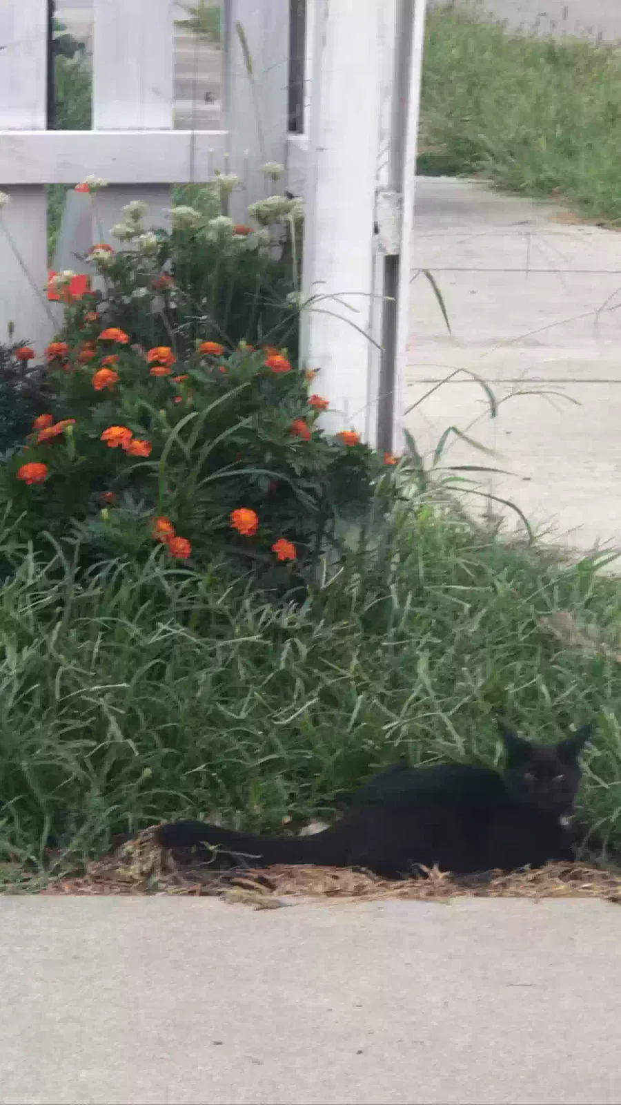 Lost cat in Omaha, NE, 68110