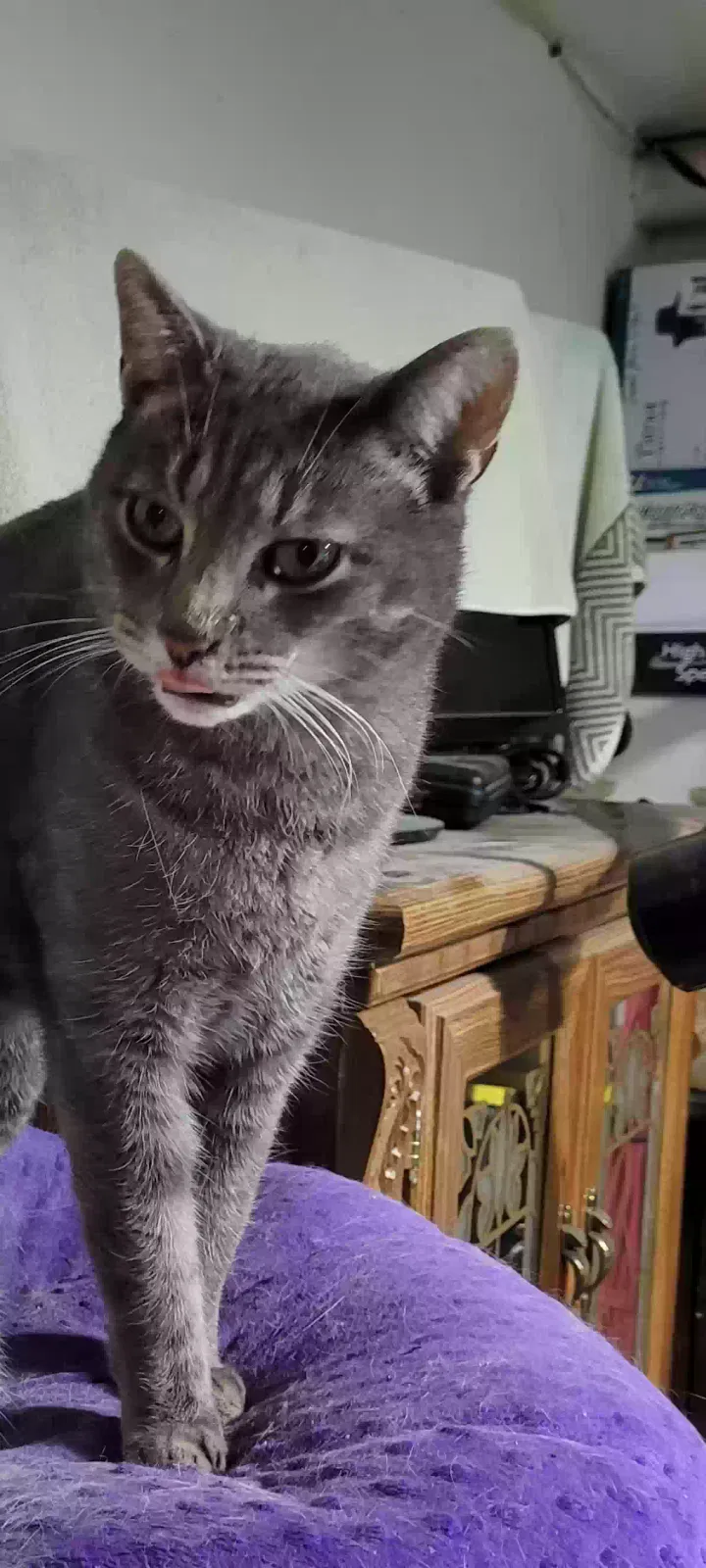 Lost cat in Deerfield, WI, 53531