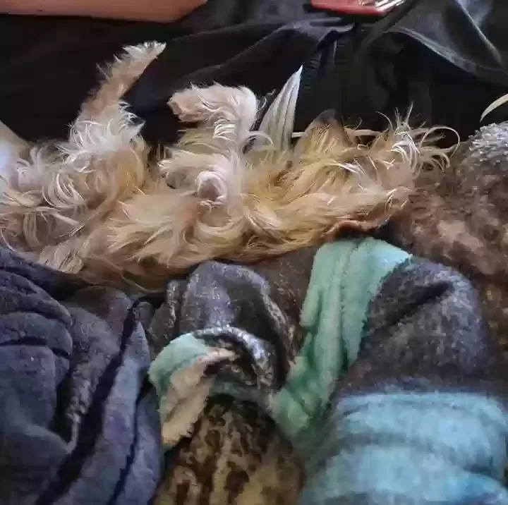 Lost dog in Benton, AR, 72015