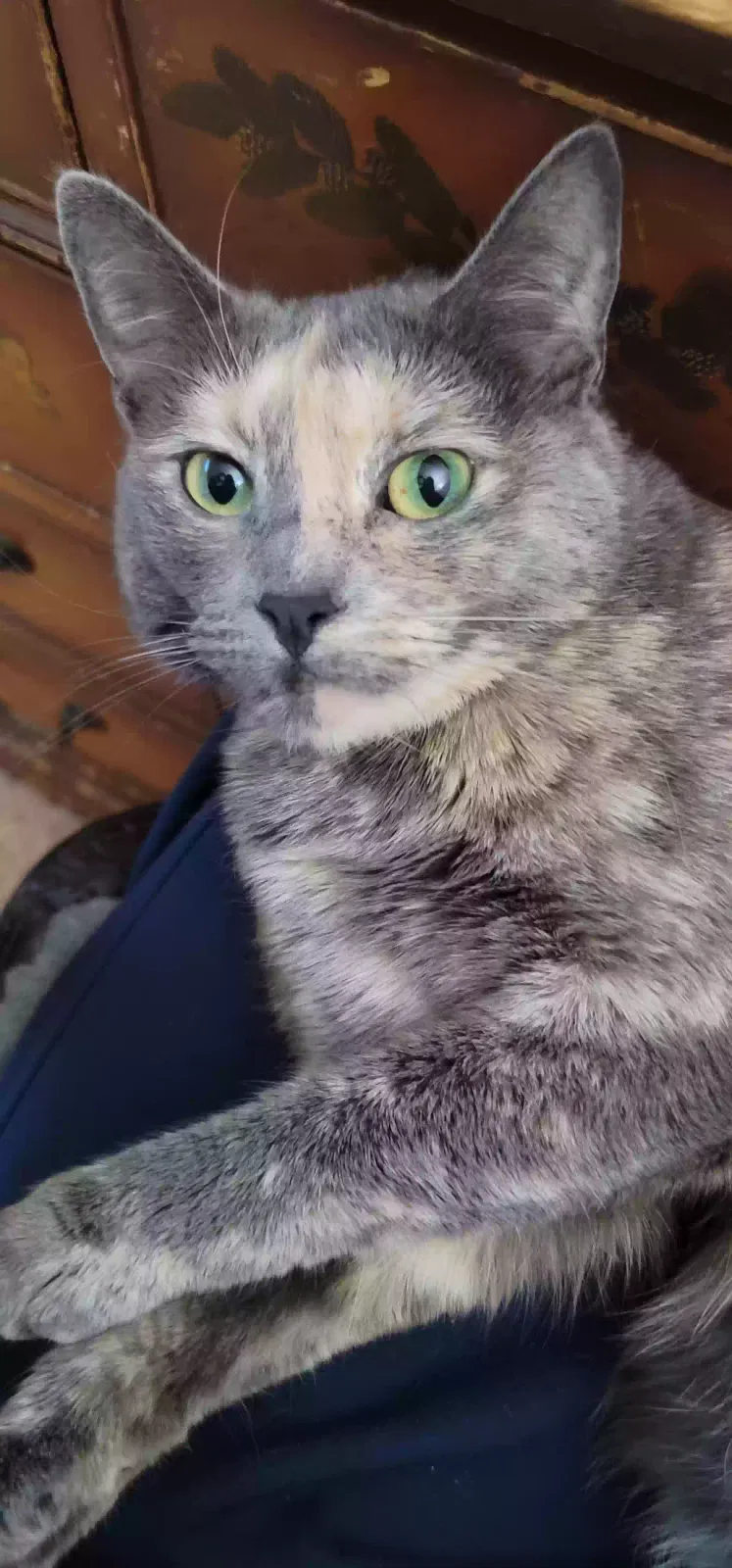 Lost cat in Las Vegas, NV, 89102
