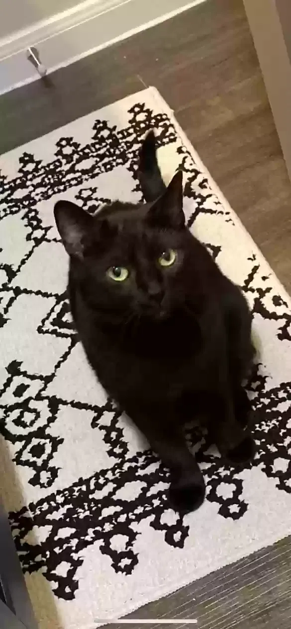 Lost cat in Elgin, TX, 78621