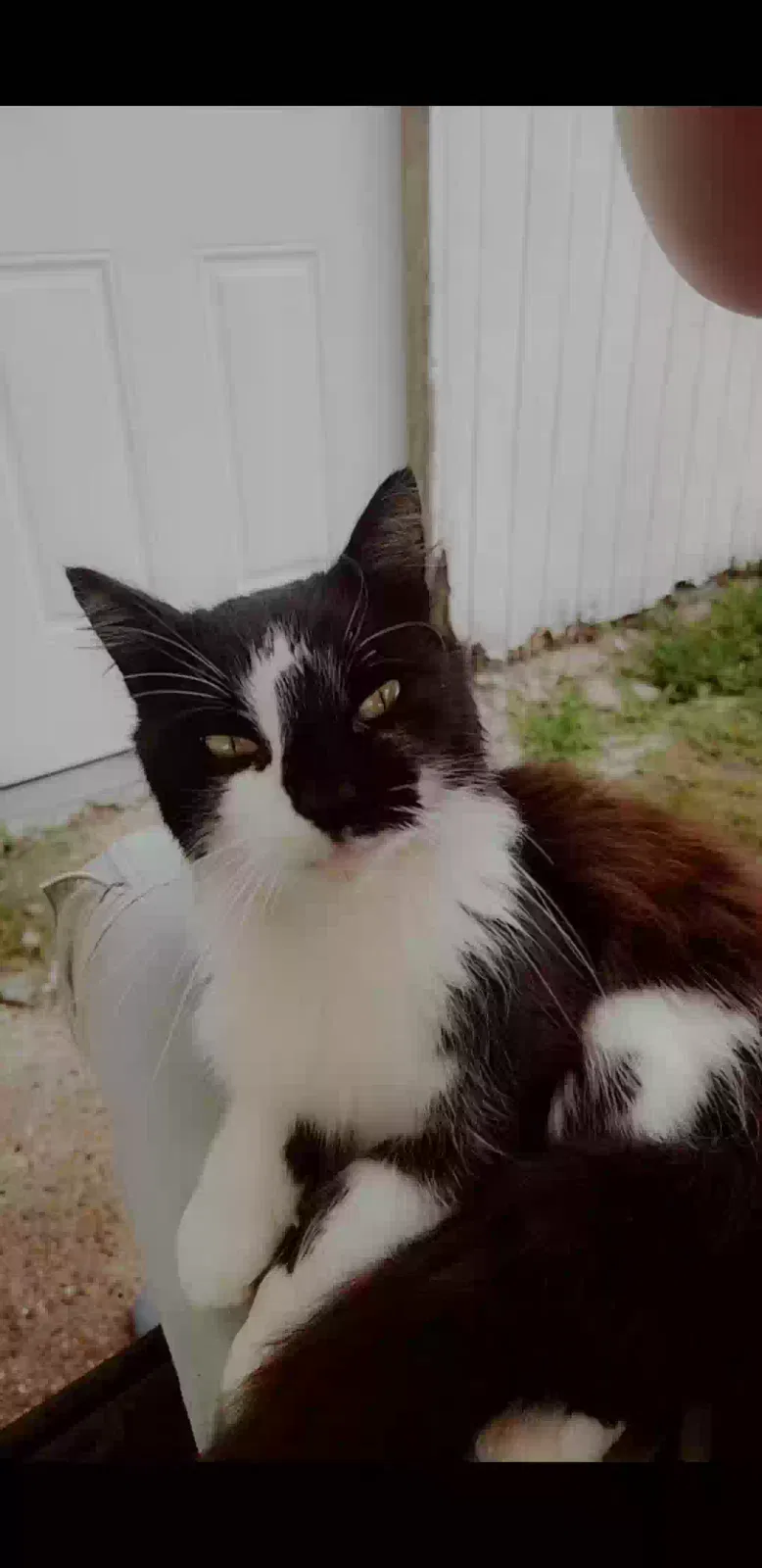 Lost cat in Alvin, TX, 77511