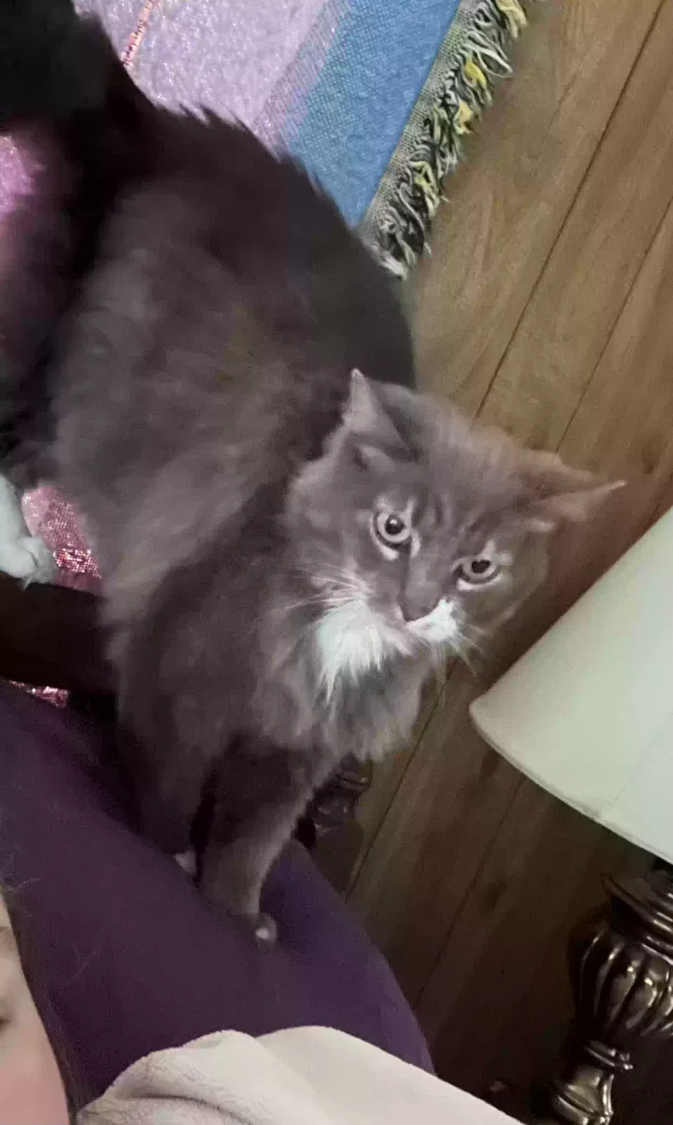 Lost cat in Muncie, IN, 47302