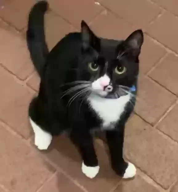 Lost cat in Marietta, GA, 30067