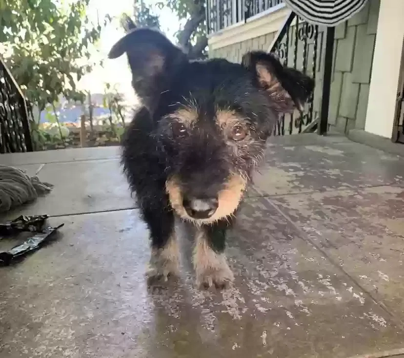 Lost dog in Los Angeles, CA, 90018