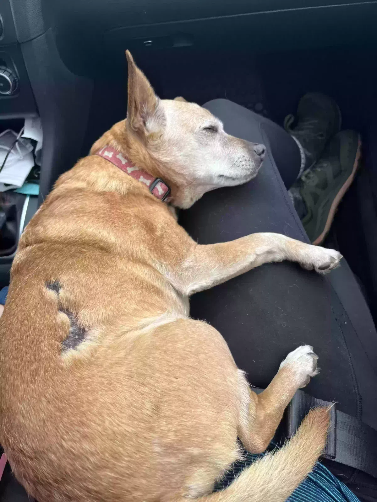 Lost dog in Santa Cruz, CA, 95060