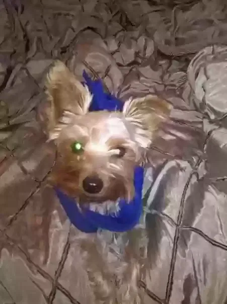 Lost dog in Orange Park, FL, 32073