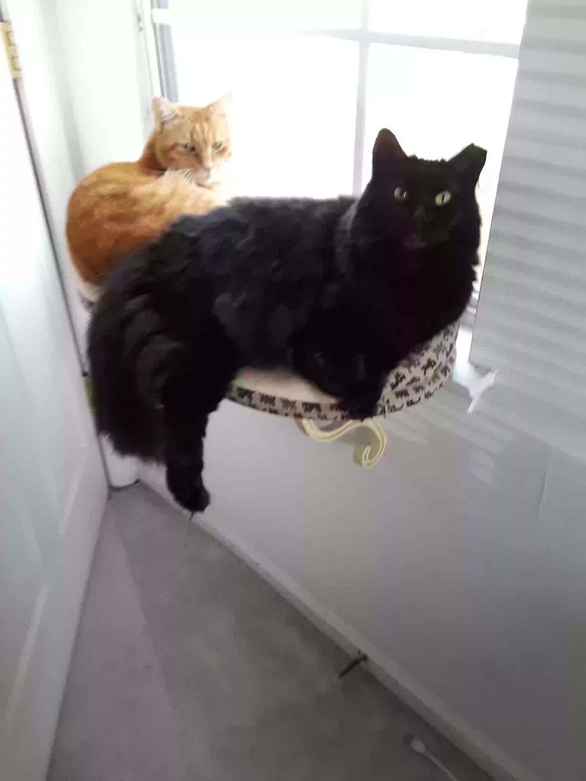 Lost cat in Germantown, MD, 20874