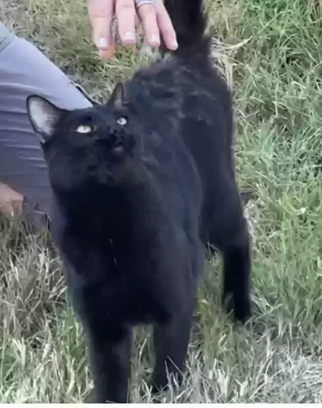 Found cat in Andover, KS, 67002