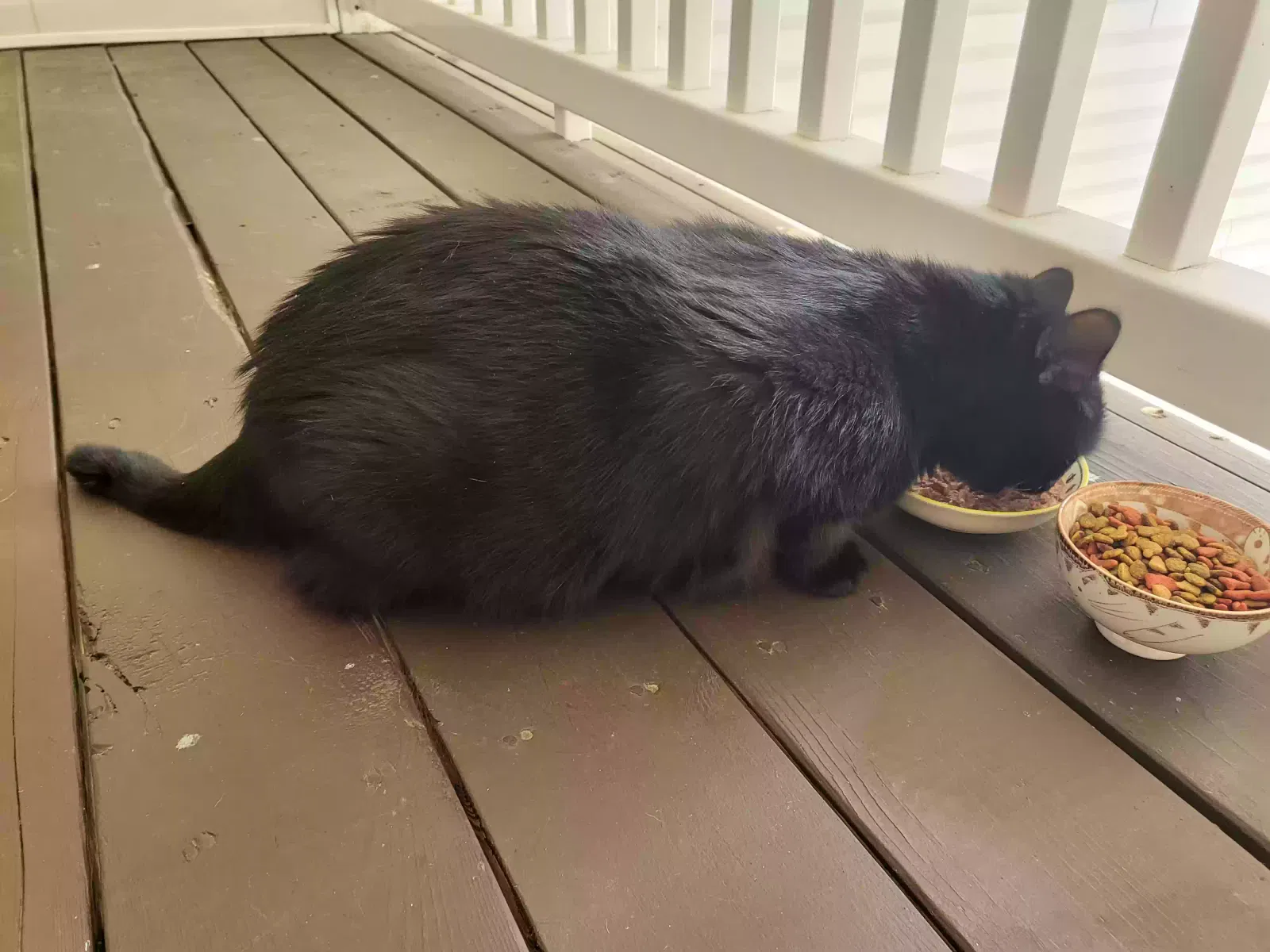 Found cat in Jamestown, NC, 27282