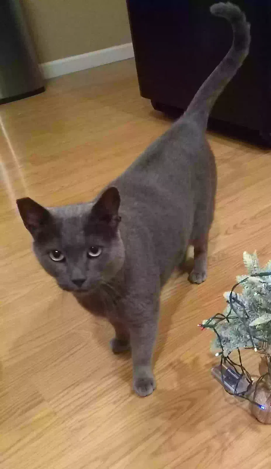 Lost cat in Watsonville, CA, 95076