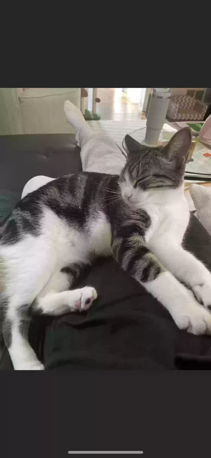 Lost cat in Worcester, MA, 1606