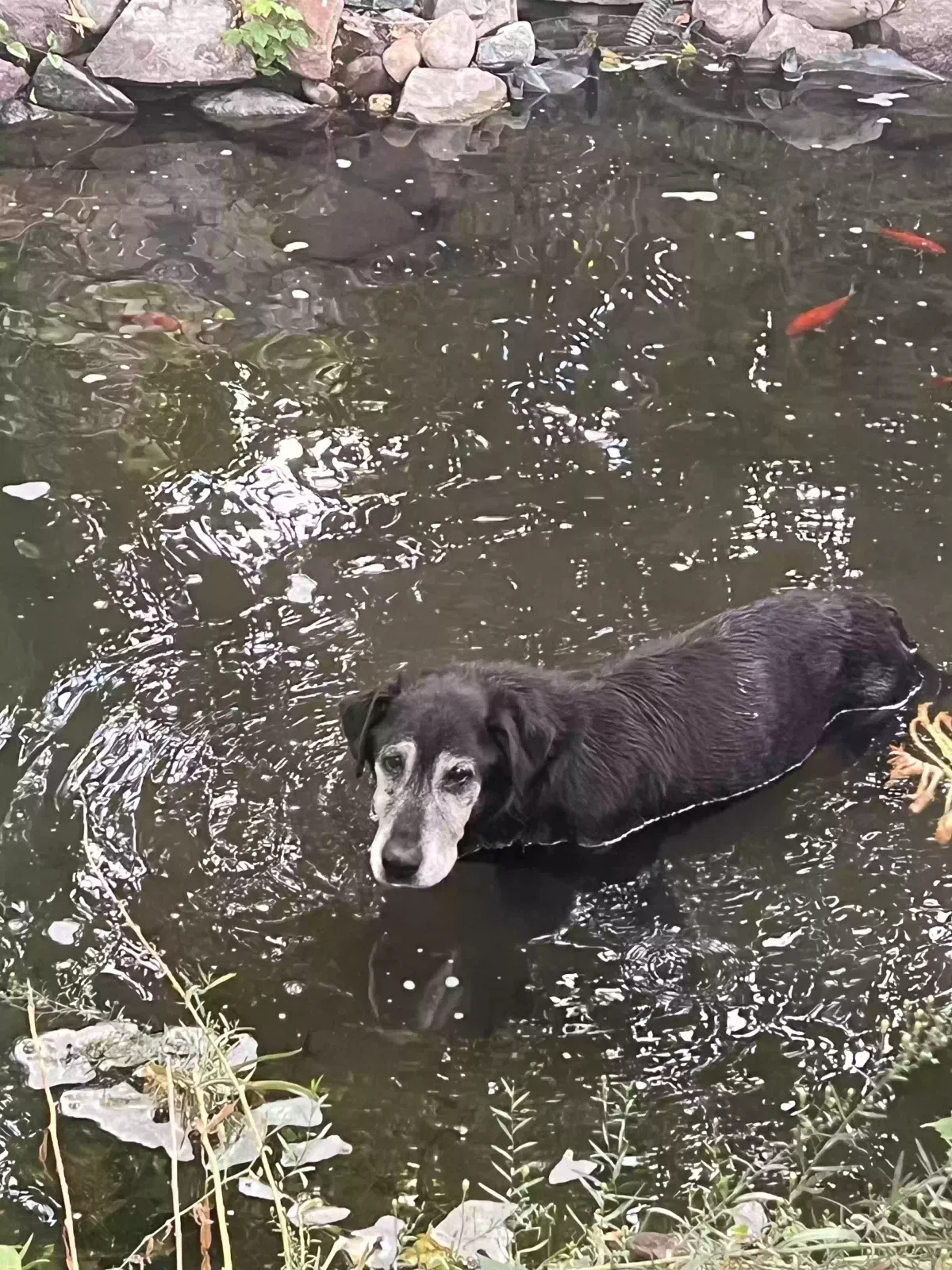 Lost dog in Salt Lake City, UT, 84115
