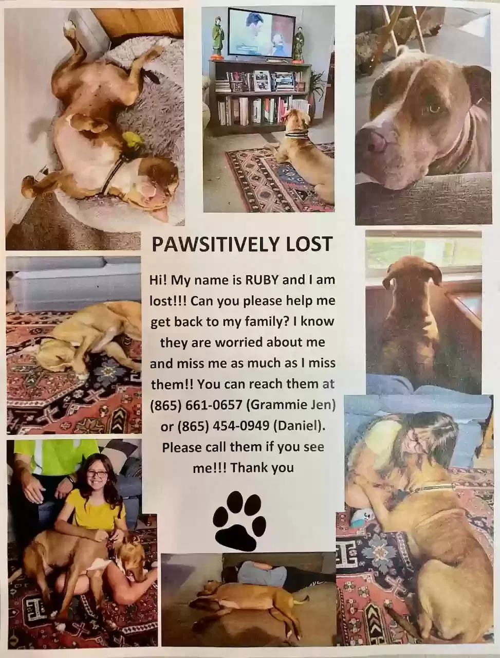 Lost dog in Maryville, TN, 37804