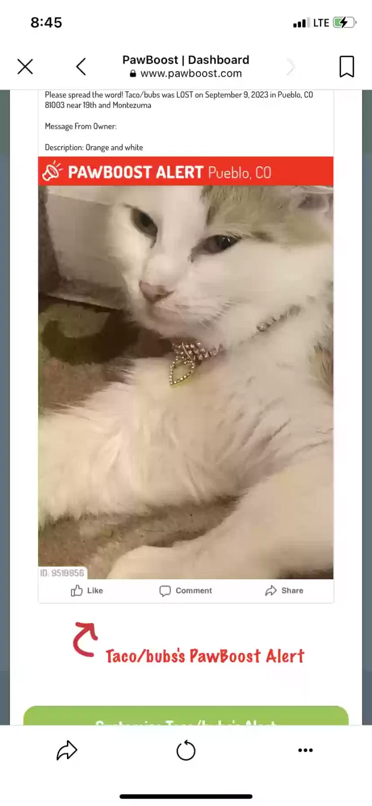 Lost cat in Pueblo, CO, 81003