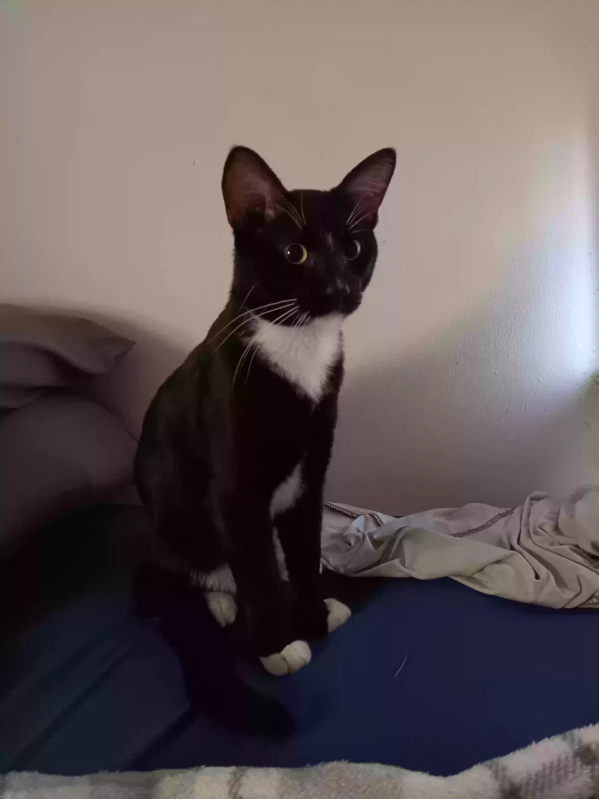 Lost cat in Wichita, KS, 67212