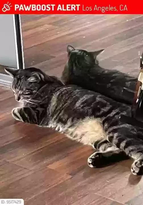 Lost cat in Tarzana, CA, 91356